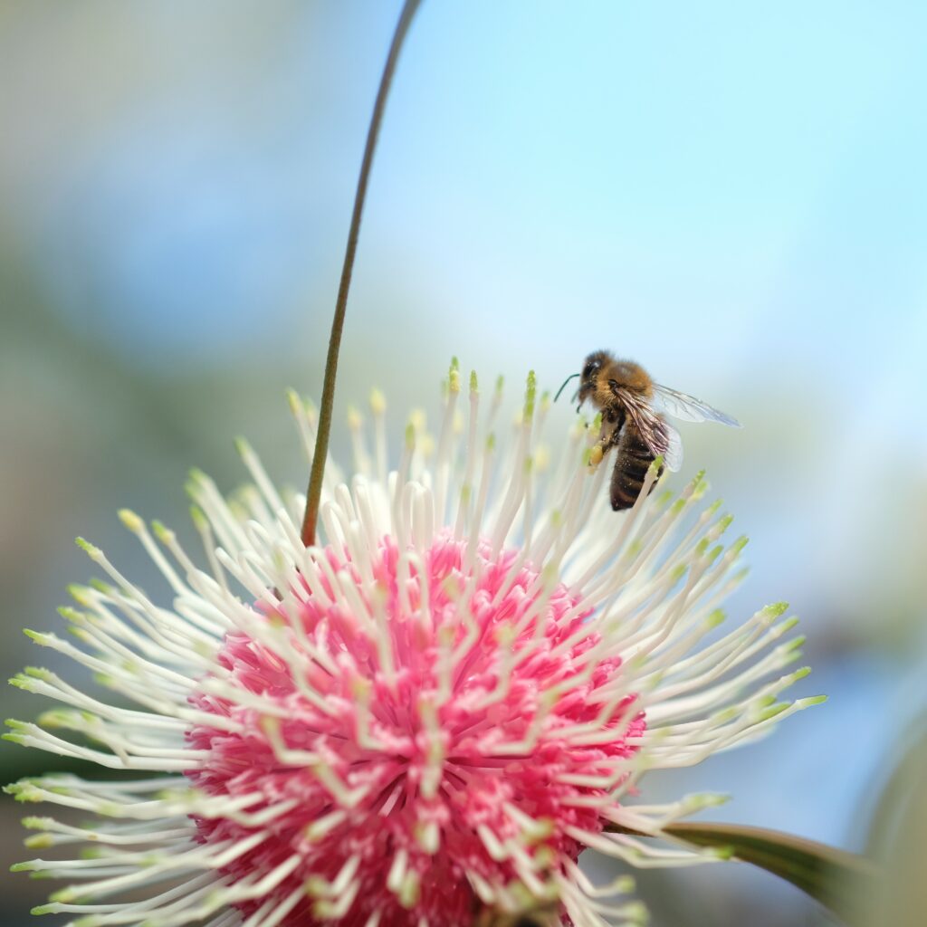 Western Australia Wildflowers and bee.